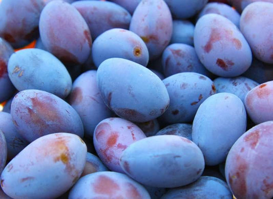 Prune Quetsche Alsace Véritable