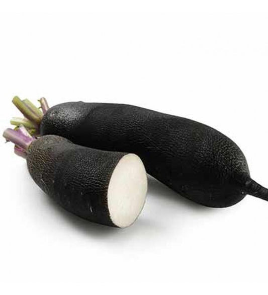 Radis noir