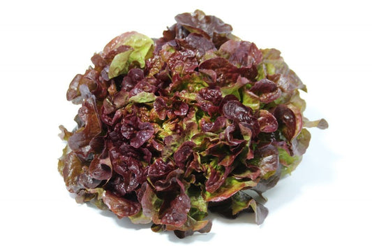 Salade feuille de chêne brune
