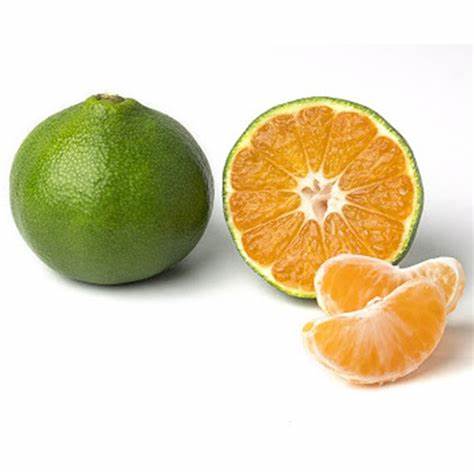 Clementine verte Miyagawa