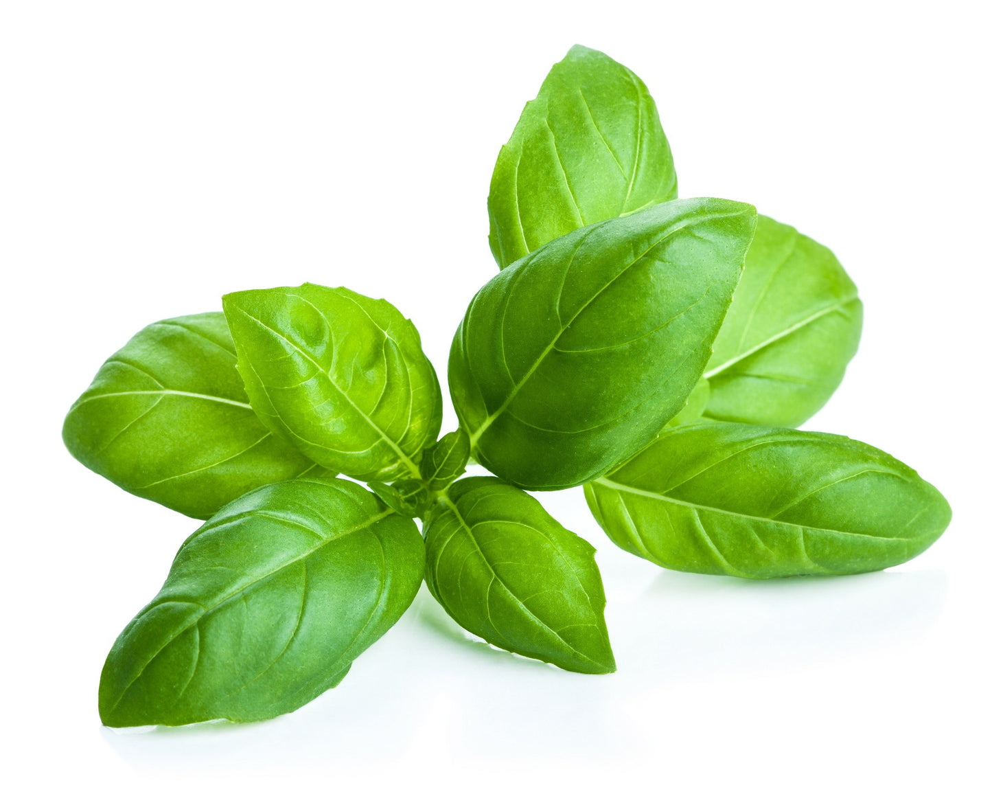 Basilic pot