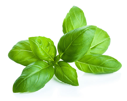 Basilic pot