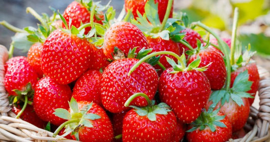Fraise Charlotte 500 gr