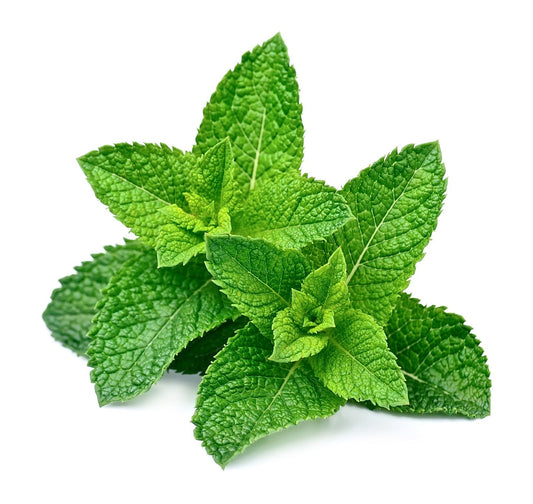 Menthe