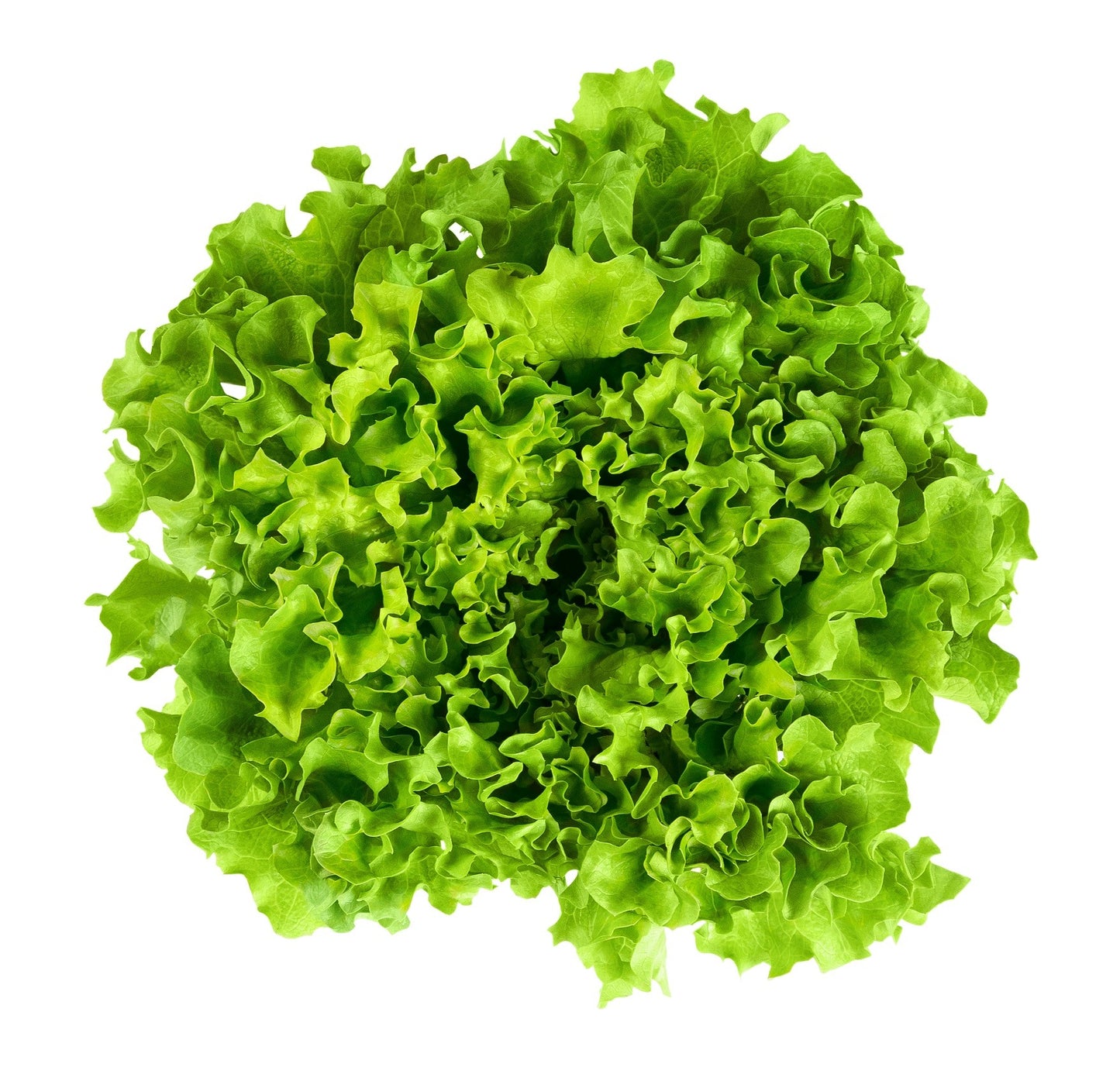 Salade Batavia