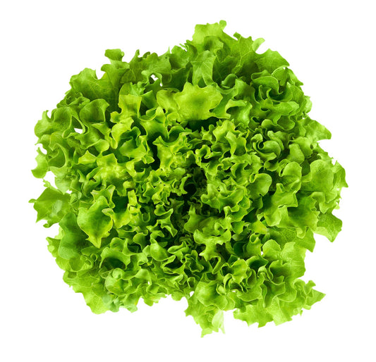 Salade Batavia