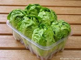 Salade sucrine