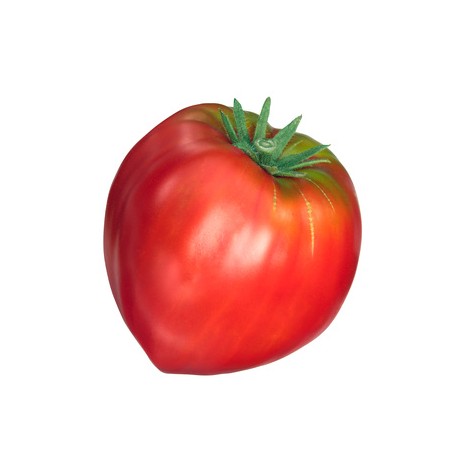 Tomate cœur de bœuf